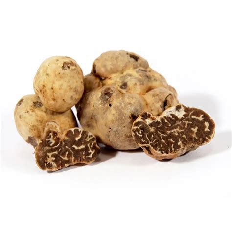 Bianchetto truffle (Tuber Borchii Vitt) Bianchetto, Marzuolo (Tuber Borchii Vitt)